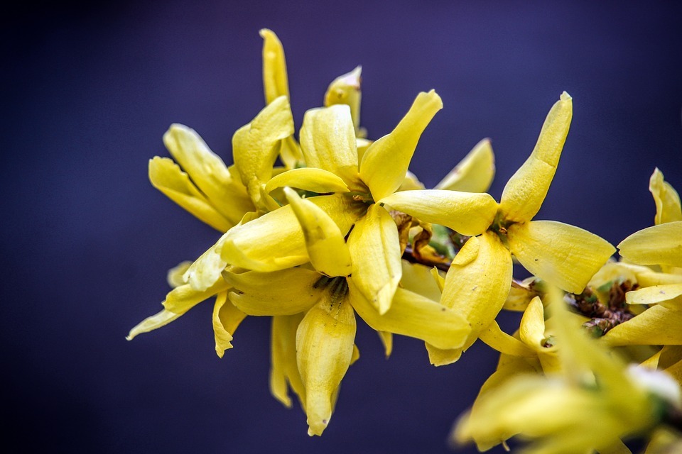 photo ylang ylang