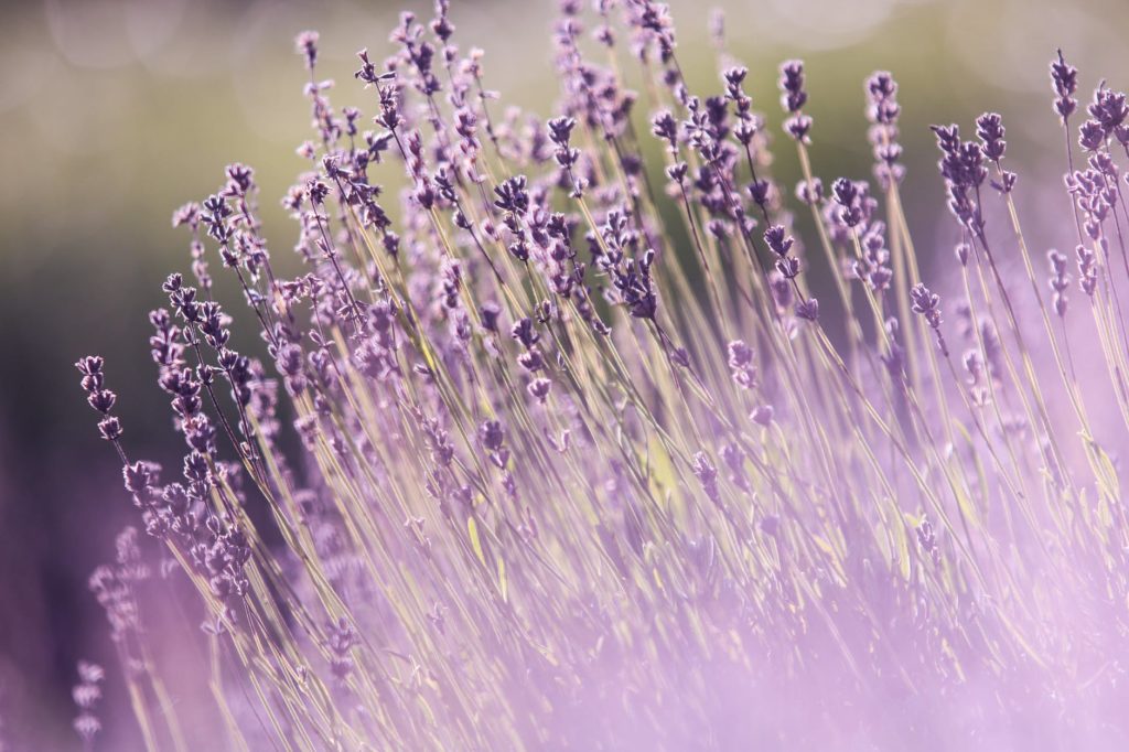 huille essentielle de lavande vraie bouquet de lavande